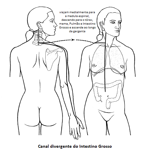 Diagrama do canal divergente do Intestino Grosso. A ilustração mostra o caminho que se separa do canal principal, passa pelo ombro, coluna vertebral, e desce para se conectar internamente com o Pulmão e o Intestino Grosso