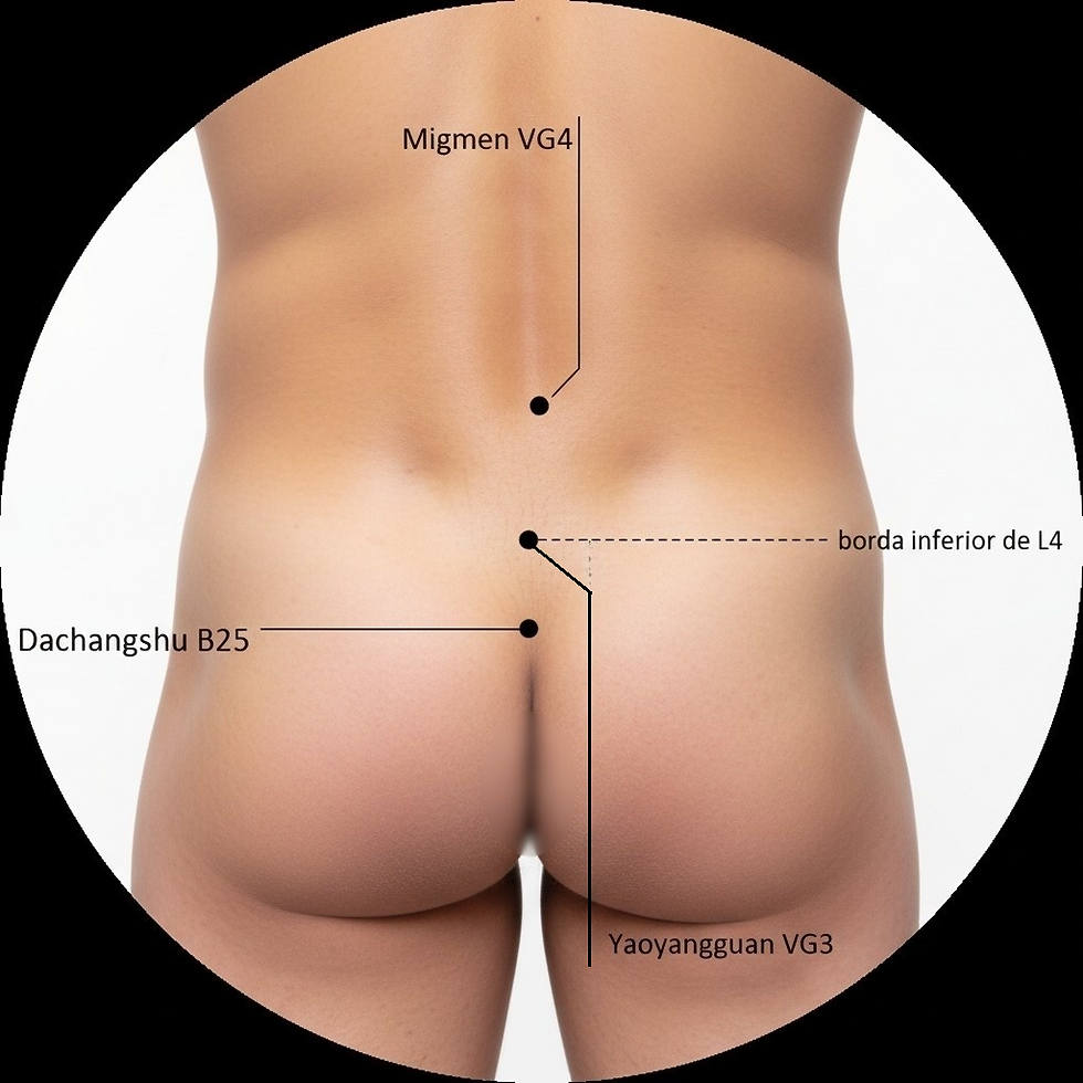 Ilustração anatômica do ponto de acupuntura VG3 Yaoyangguan (Barreira Yang da Lombar), na coluna lombar (L4), e sua função no tratamento da dor lombar, da fraqueza nas pernas e da deficiência de Yang do Rim
