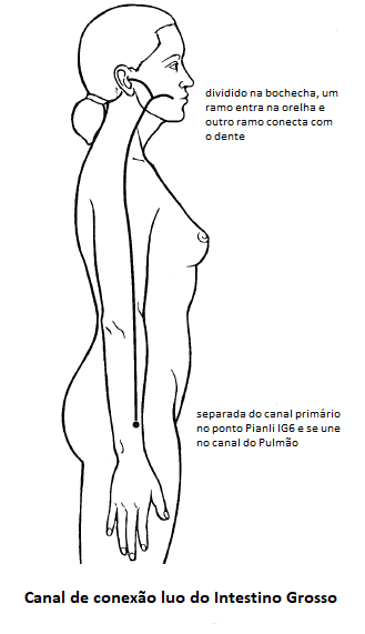 Diagrama do canal de conexão Luo do Intestino Grosso. O trajeto é mostrado partindo do ponto Pianli (IG6) no antebraço, conectando-se ao canal do Pulmão e subindo pelo braço até a mandíbula e o ouvido