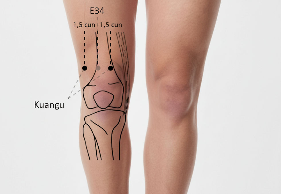 Ponto extra de acupuntura Ex-LE1 Kuangu, localizado 1,5 cun lateral e medial a Liangqiu (ST34), usado para aliviar dor no joelho, fraqueza da perna e rigidez muscular