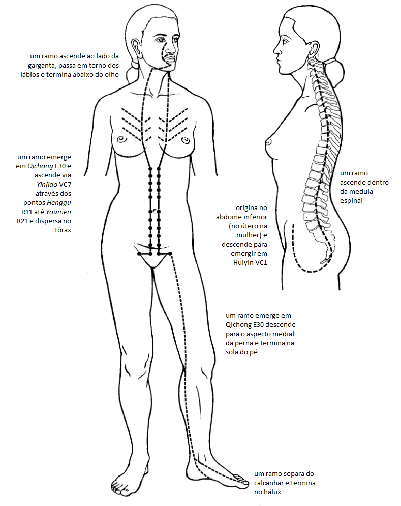 Ilustração do trajeto do Vaso Penetrador (Chong Mai), o 'Mar de Sangue'. O diagrama mostra seus múltiplos ramos originando-se no abdômen inferior e subindo pelo interior do corpo