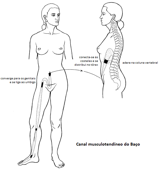 Diagrama do canal tendinomuscular do Baço. O trajeto ilustra as conexões musculares que começam no dedão do pé, sobem pela face medial da perna e coxa, e se ligam à virilha, umbigo e interior das costelas