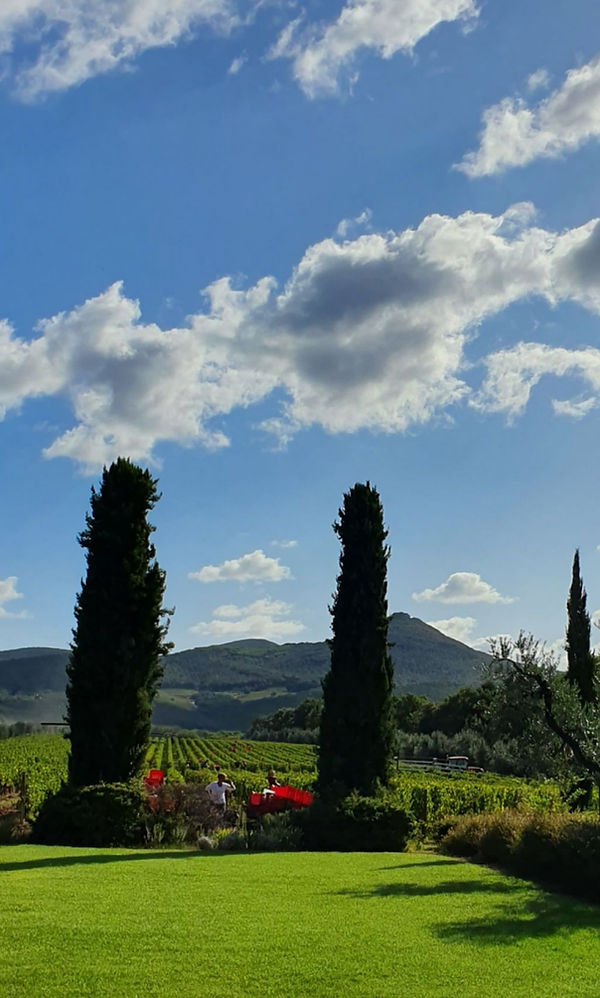 Grape picking on Ornellaia on a Septembers day. Merlot for Ornellaia's Super Tuscan Red Wine!