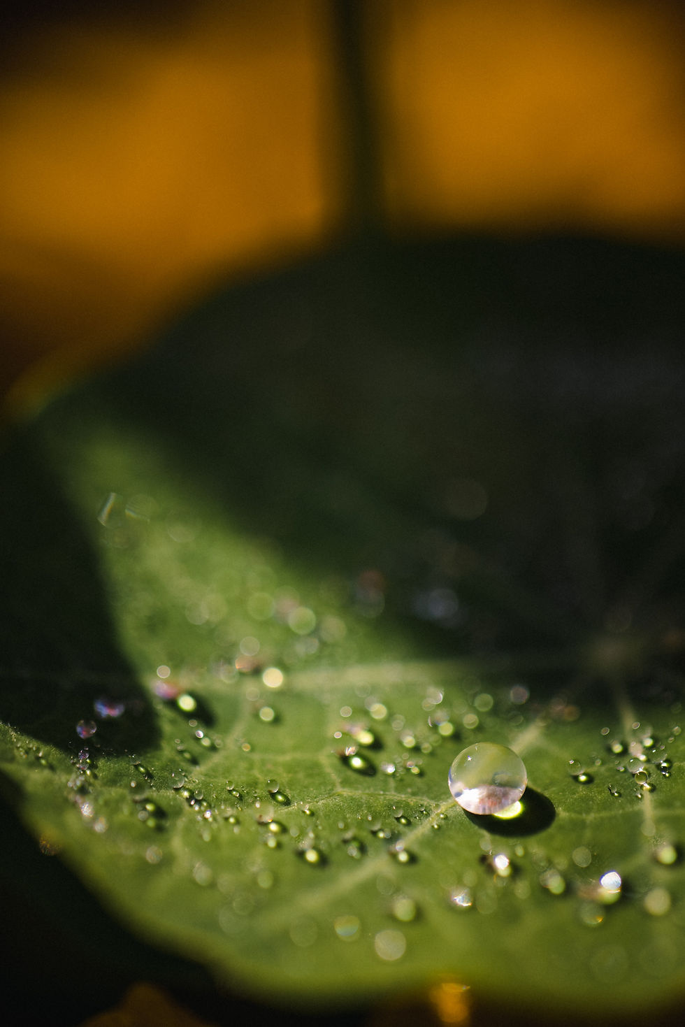 Hydrophobic