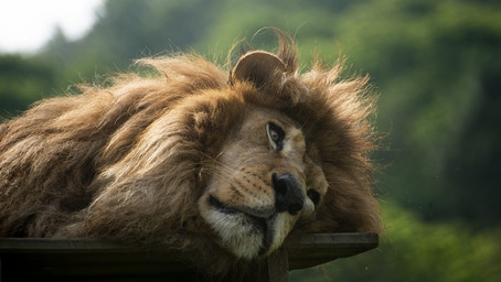 Telepathic Communication with the Lion Barú from the Animal Sanctuary Rancho dos Gnomos - Brazil