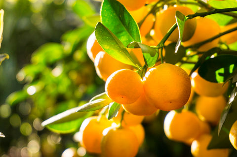 Laranja