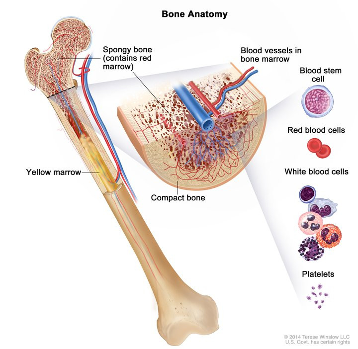 Anatomy of Bone