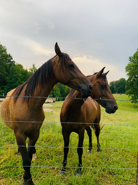 dang;la farms sanctuary wedding venue fl