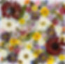 flower power.jpeg
