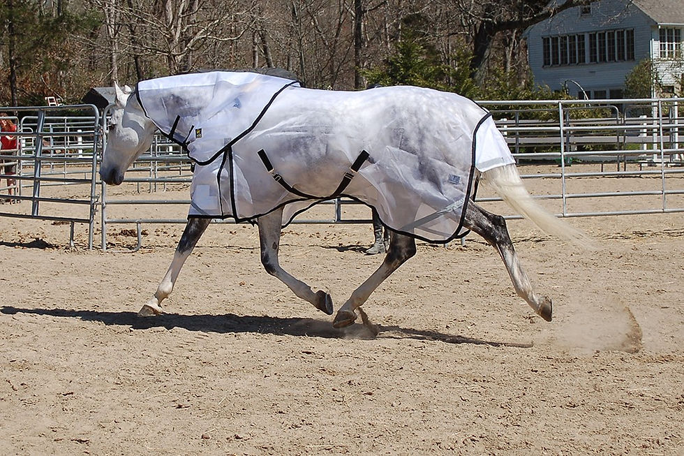 Fly Masks and Sheets