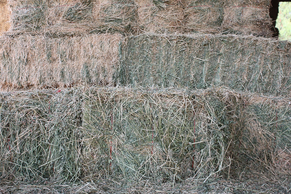 Quality Hay