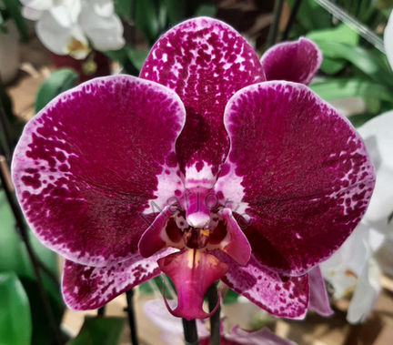 Magenta and White Mini Orchid_3