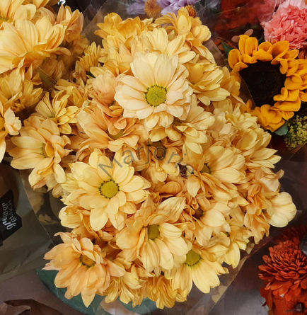 Golden Chrysanthemums