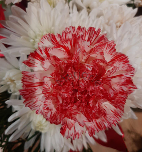 Red and White Carnation