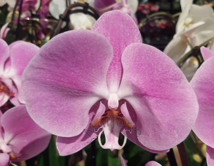 Pinkish Purple Orchid