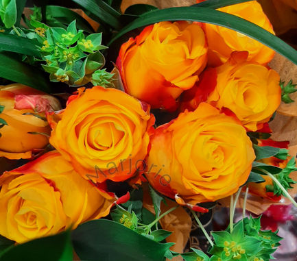 Light Orange Roses w Dark Orange Outer