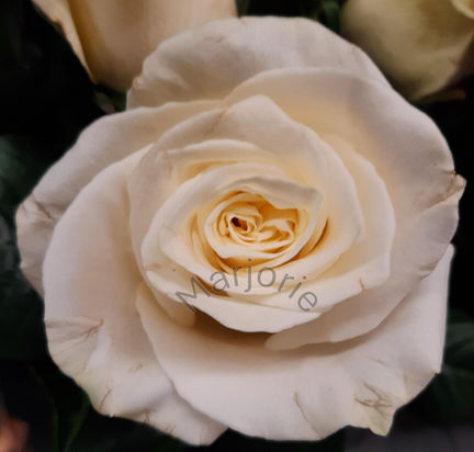 Single White Rose_2