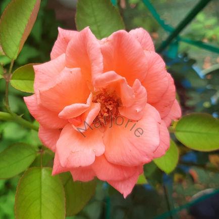 Peach Rose Outside_2
