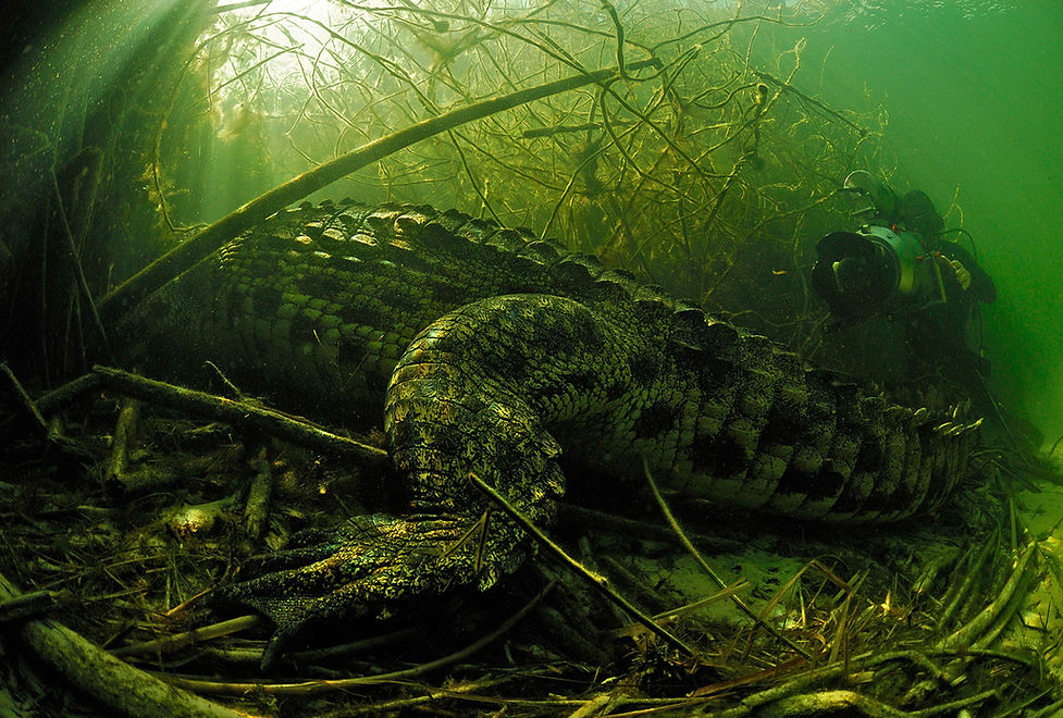 Didier-et-Crocodile-HR1Mo.jpg