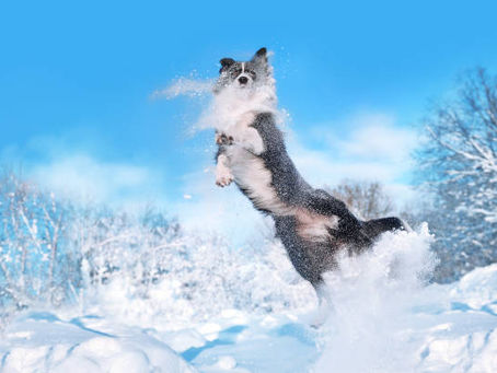 Habiller nos Toutous en hiver