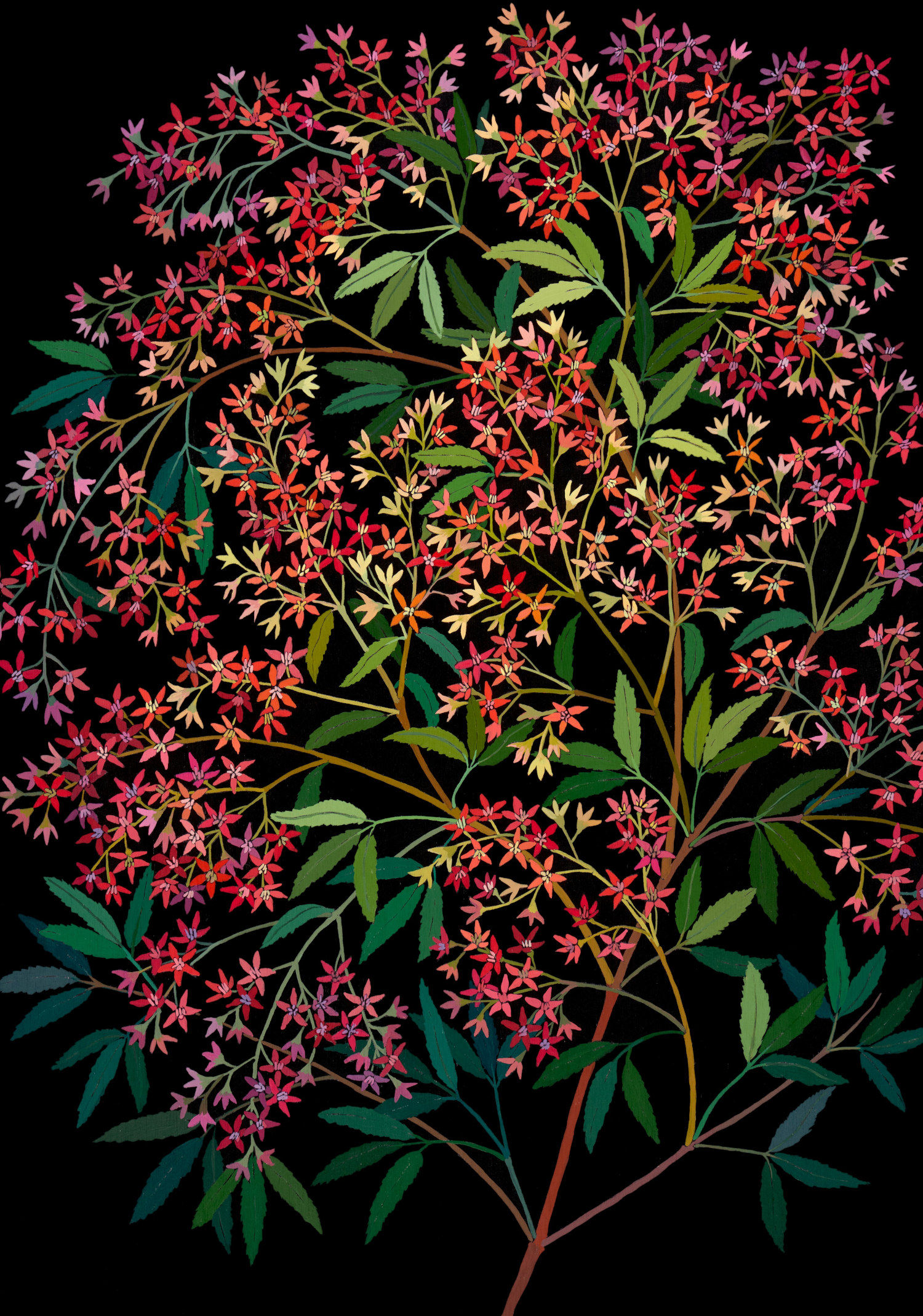 "Christmas Bush" - Giclee print