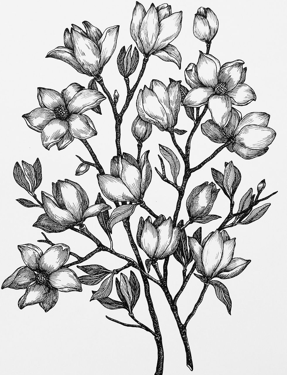 "Magnolia" - Giclee print - B&W illustration