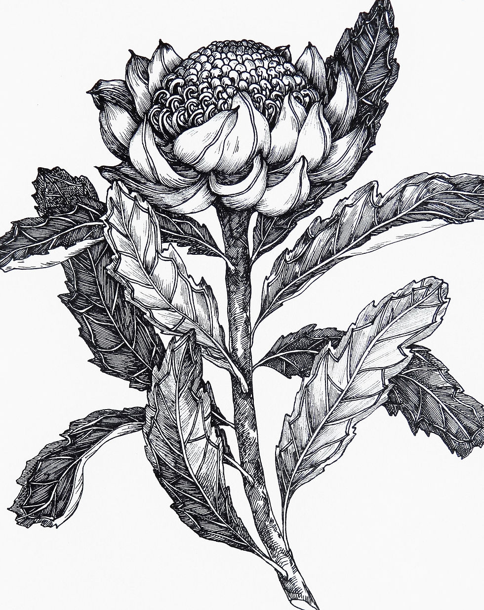"Waratah" - Giclee print - B&W illustration