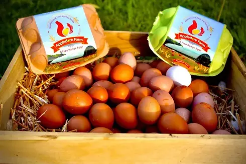 A carton filled with brown and white eggs