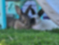 bunnies in yard.jpg