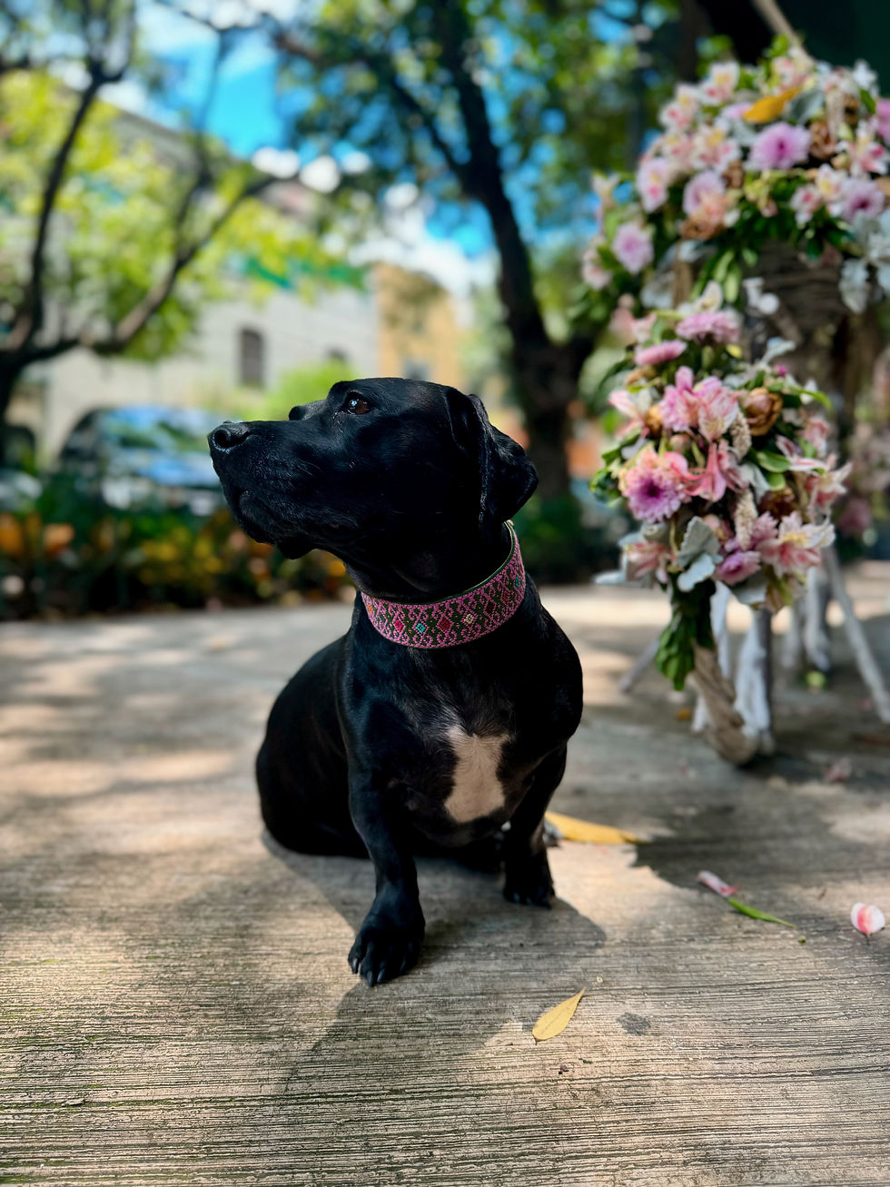 Miniatura: Collar M2 Ts‘unun