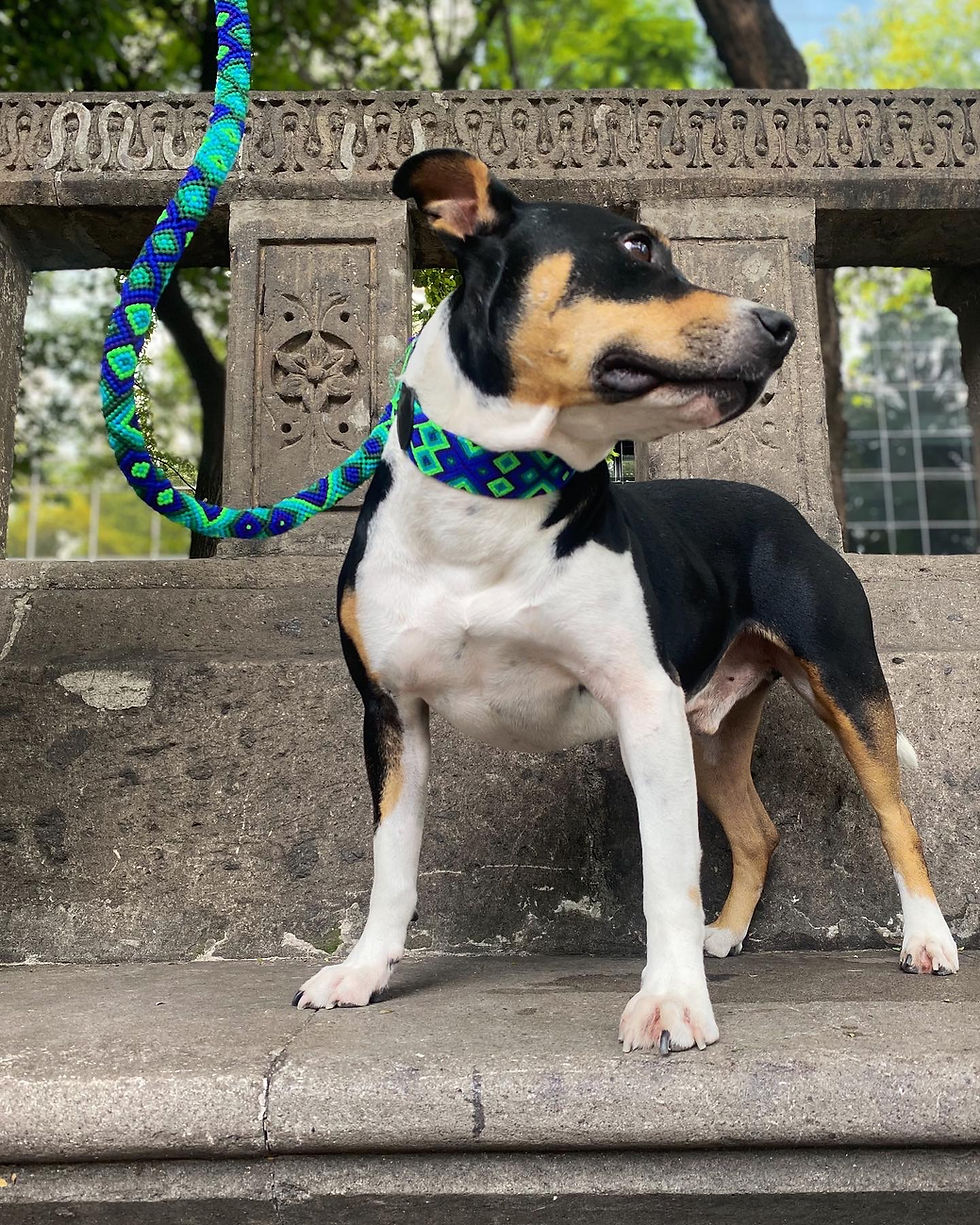 Thumbnail: Collar Artesanal Uk'um Talla MG