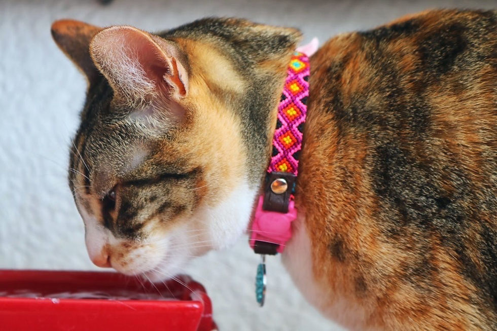 Thumbnail: Collar para Gato Ch'ulel Talla G