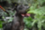 Ares (Adoptado)