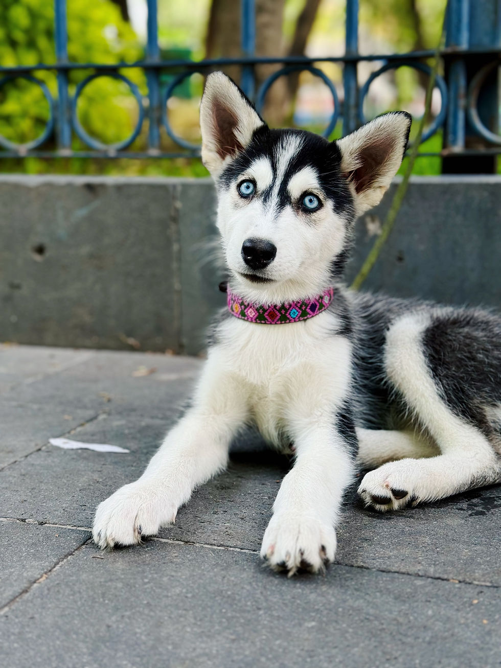 Thumbnail: Collar S Ts‘unun