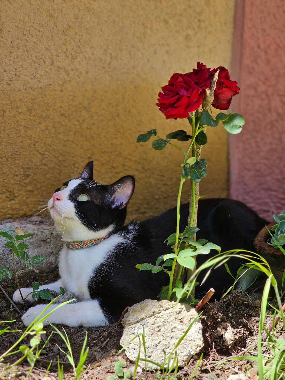 Thumbnail: Collar Artesanal para Gato Talla L