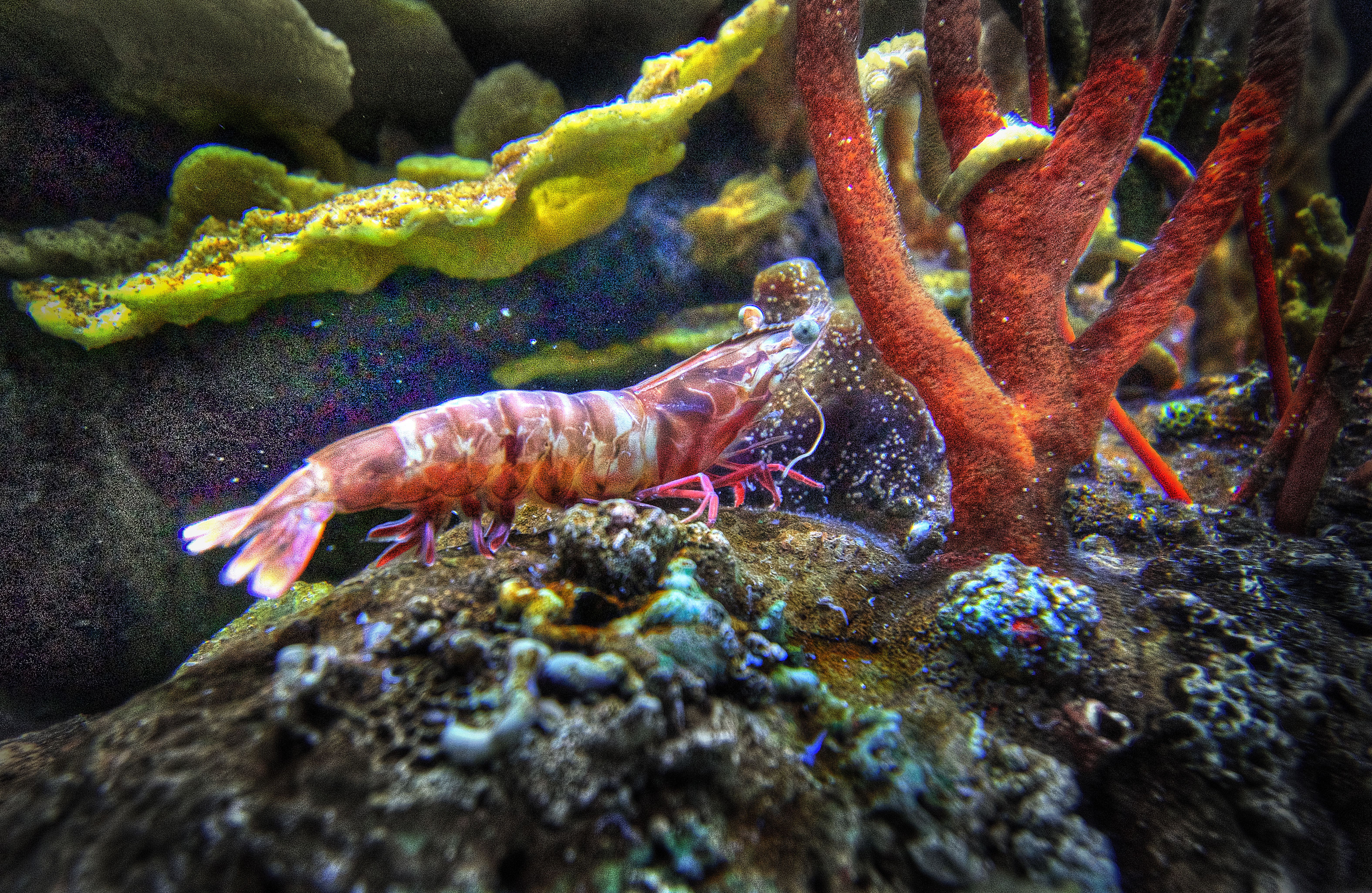 Tenn. Aquarium Shrimp - Chattanooga