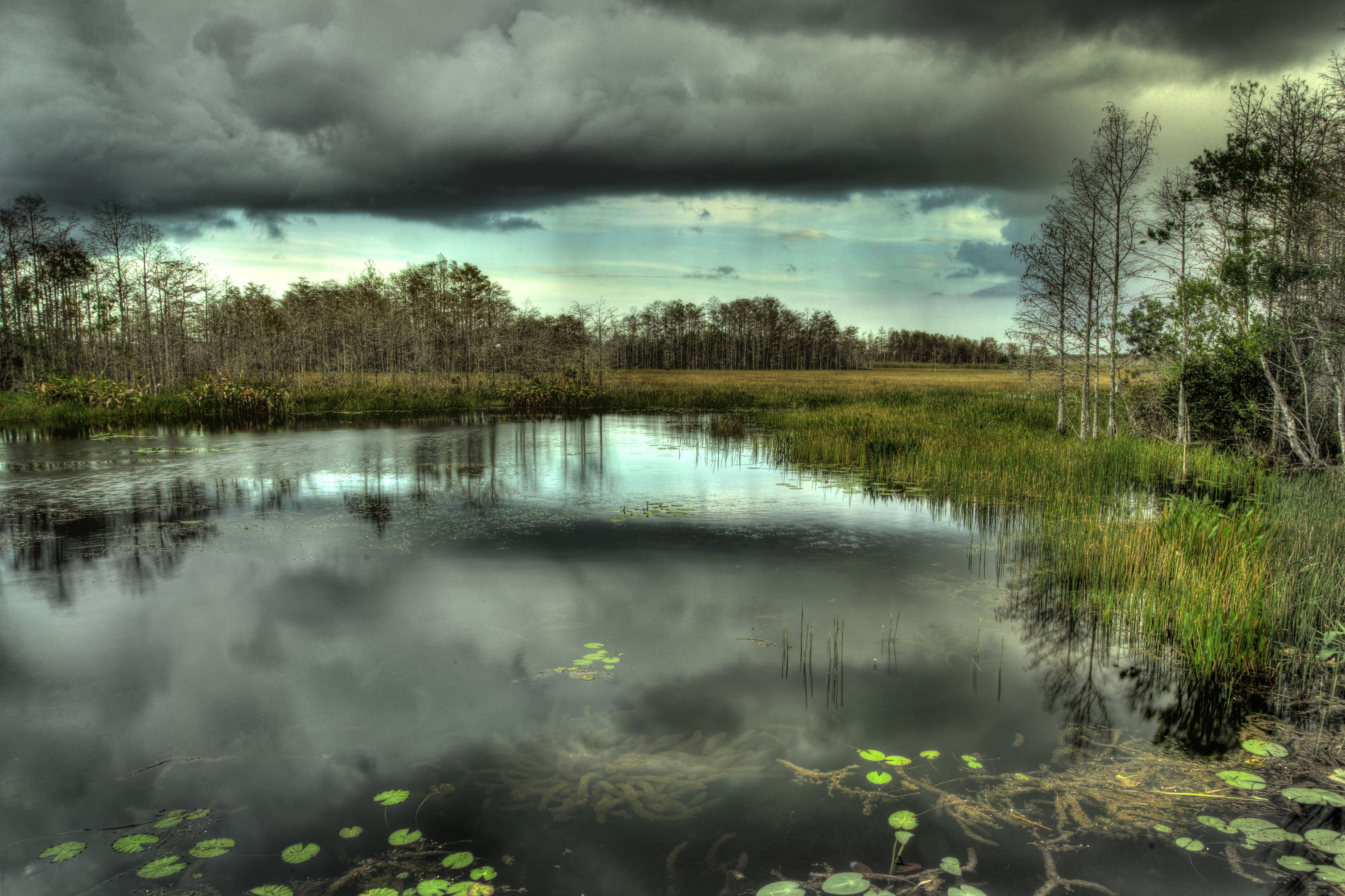 Wild Fla Swamp