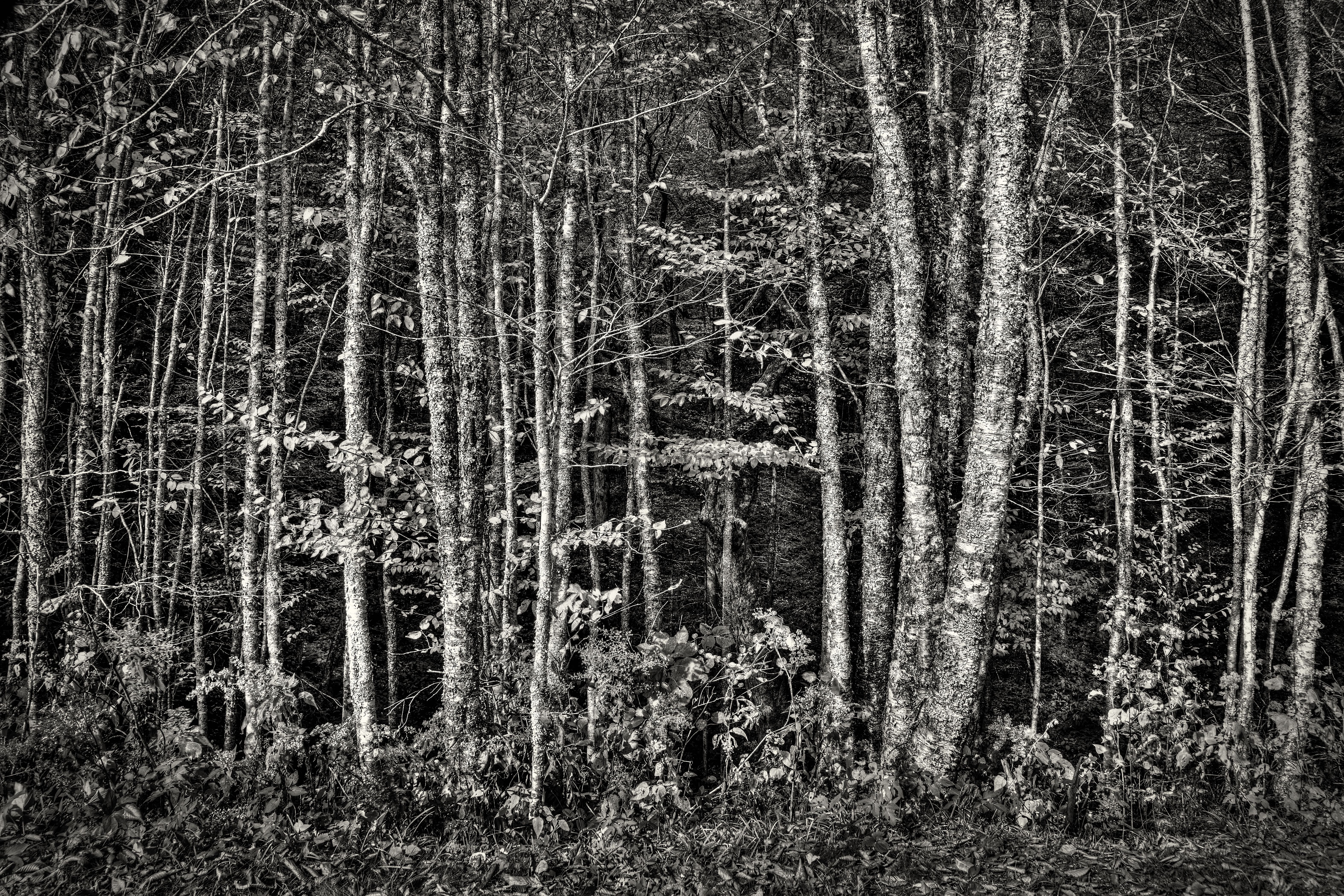 Into The Woods