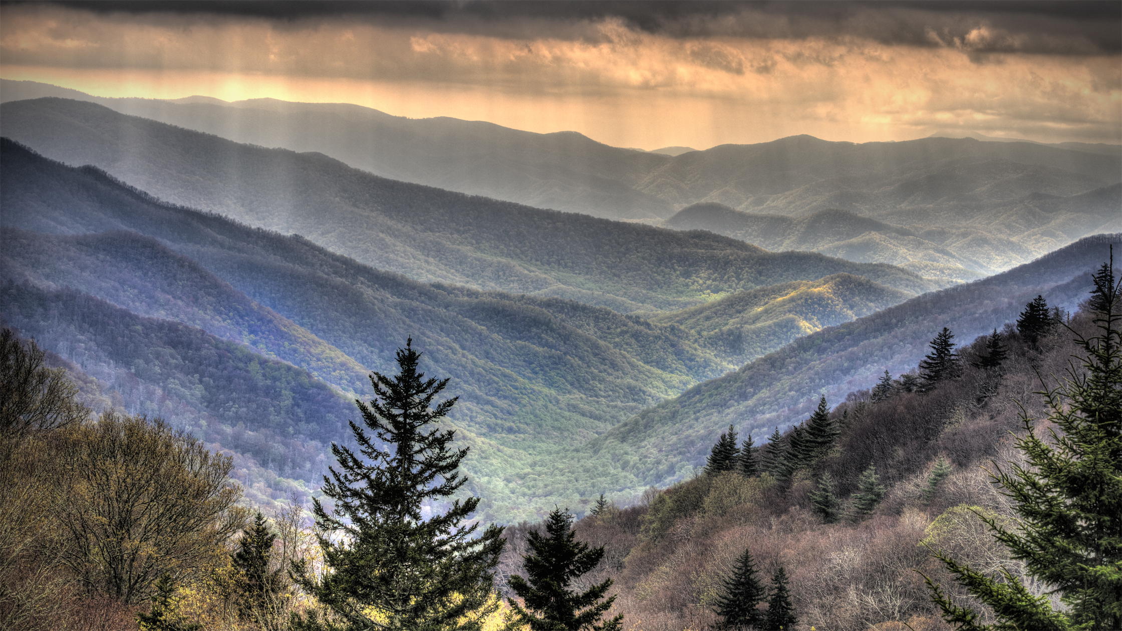 Early Morning Mist - Smokies