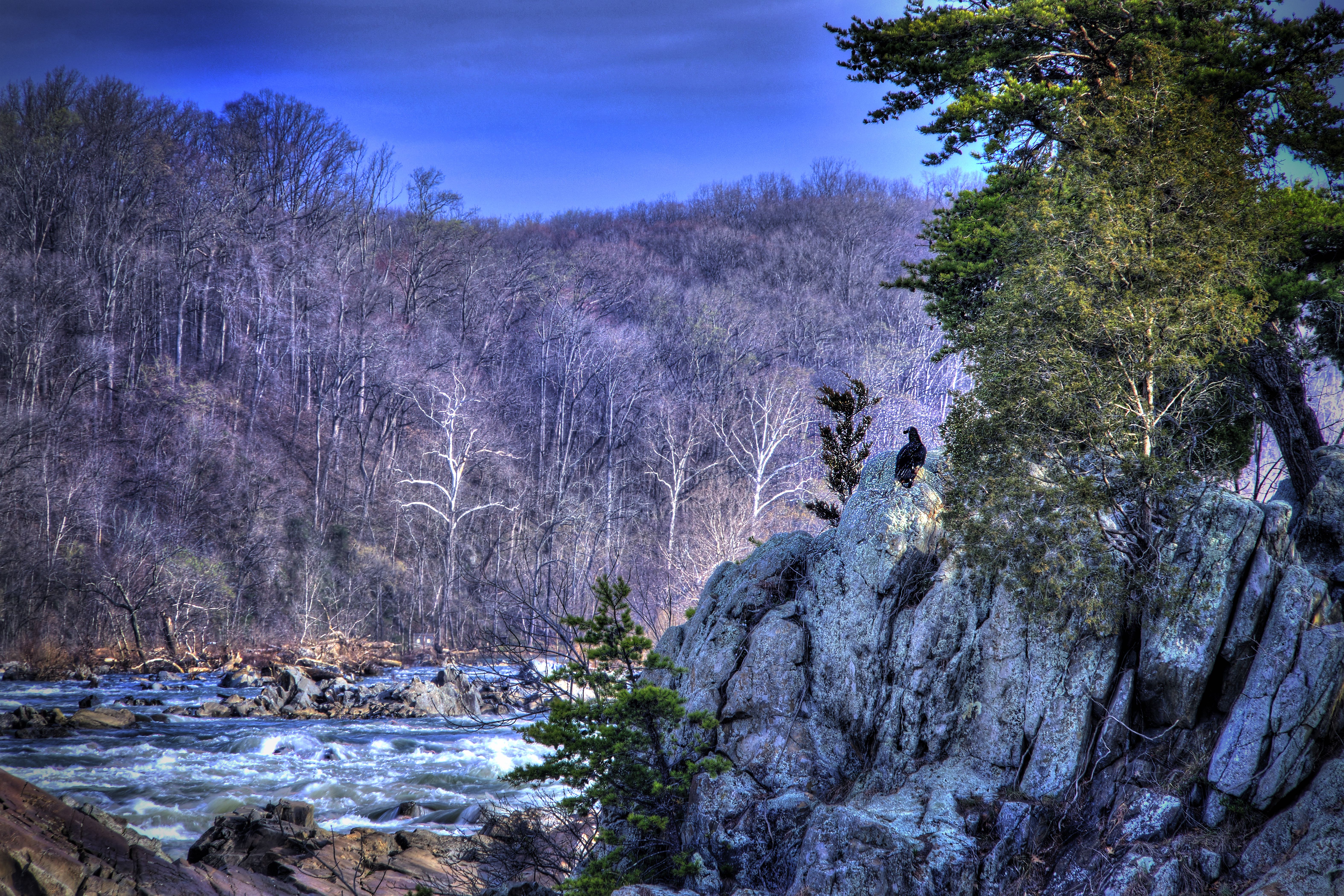 Great Falls Eagle, Maryland Side