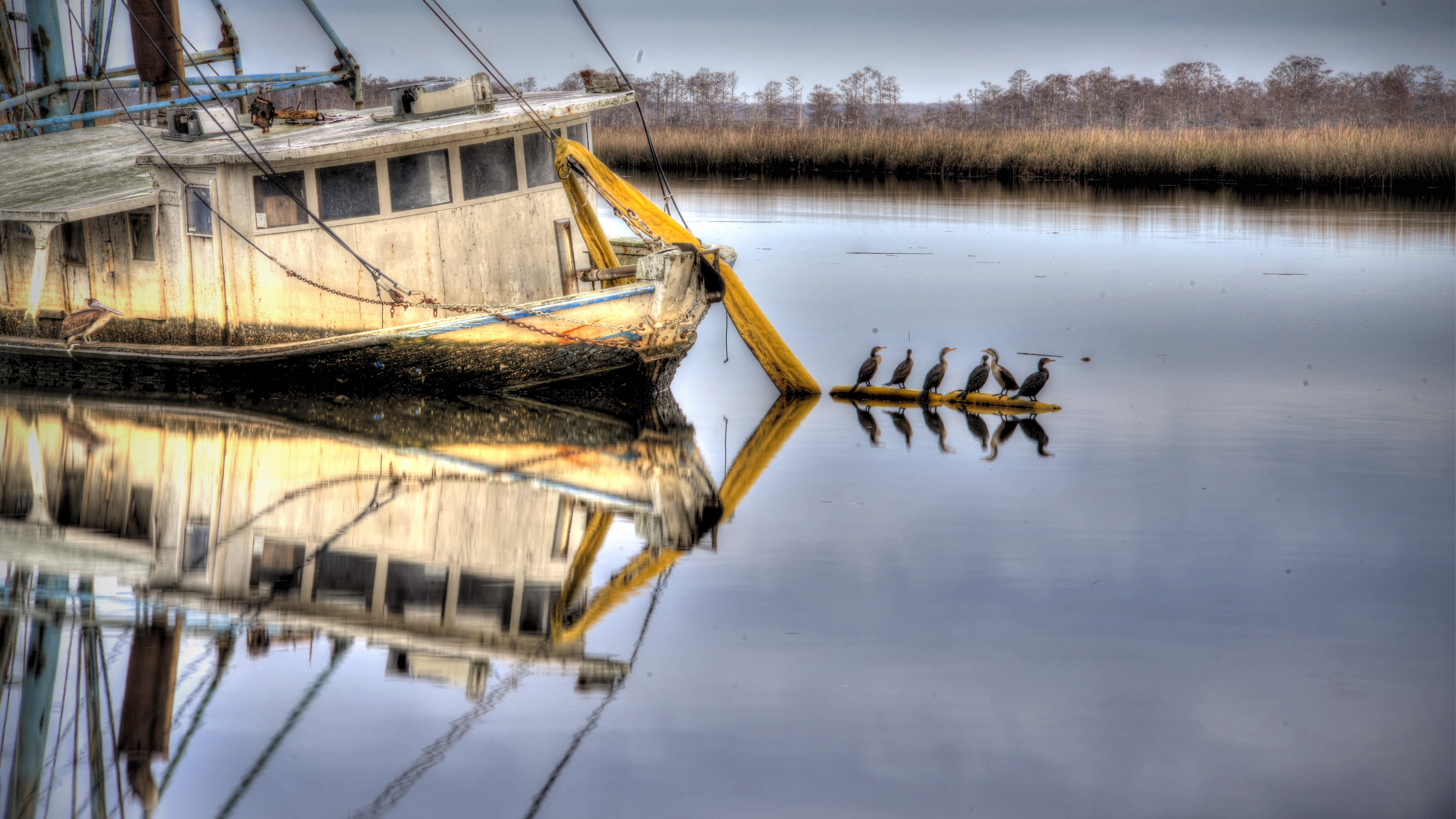 Birds On Water - Apalachicola