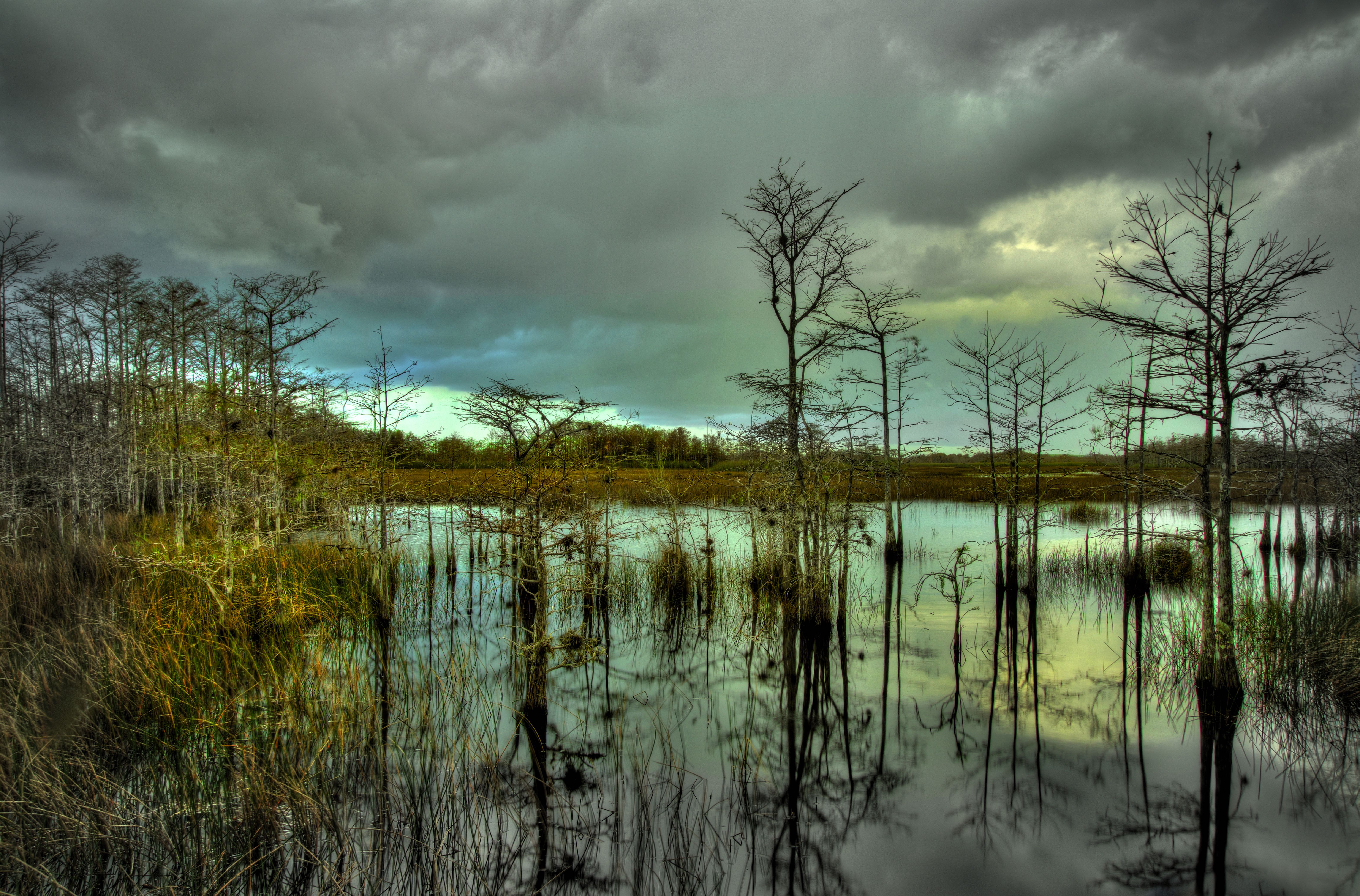 Cypress Swamp
