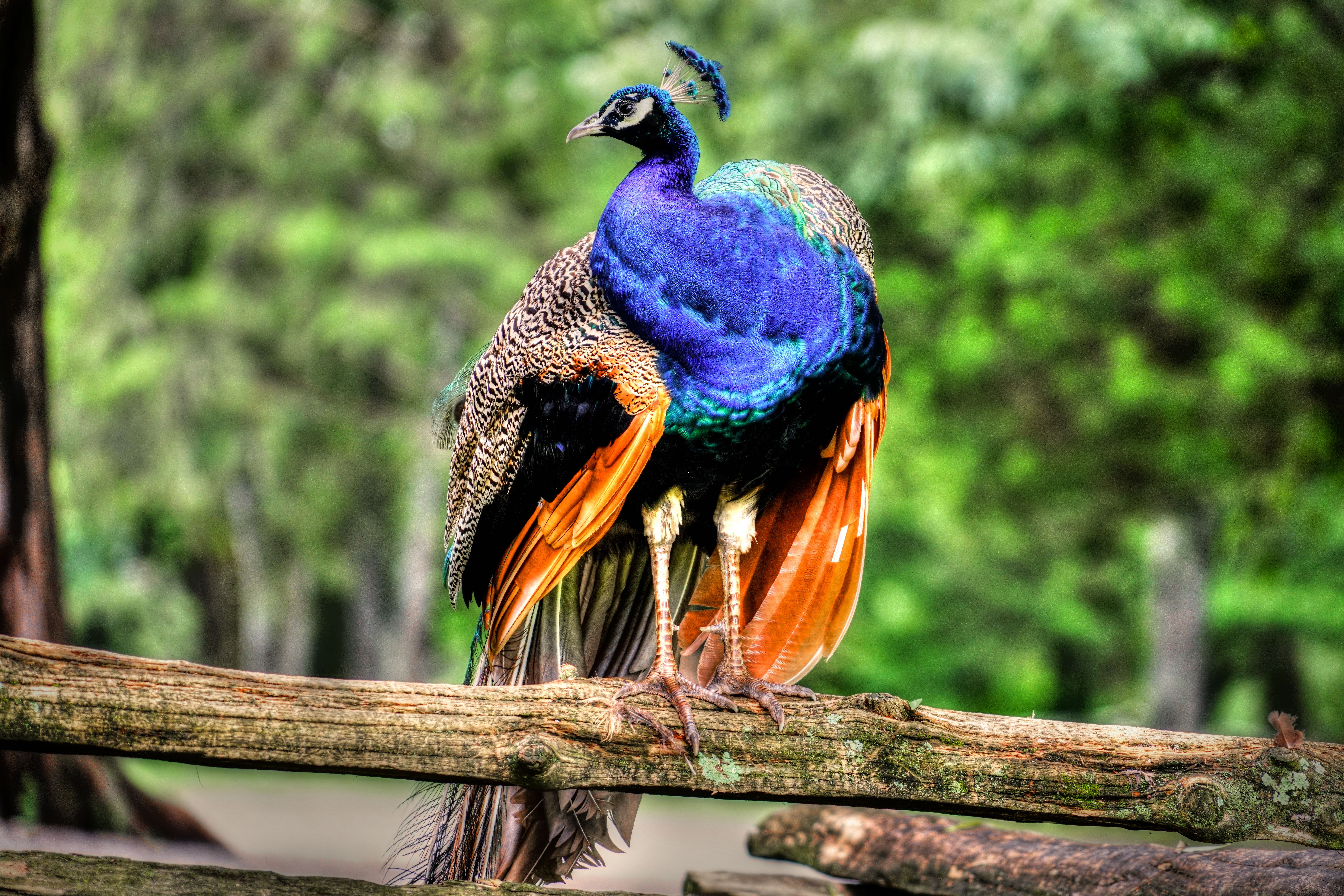 Peacock