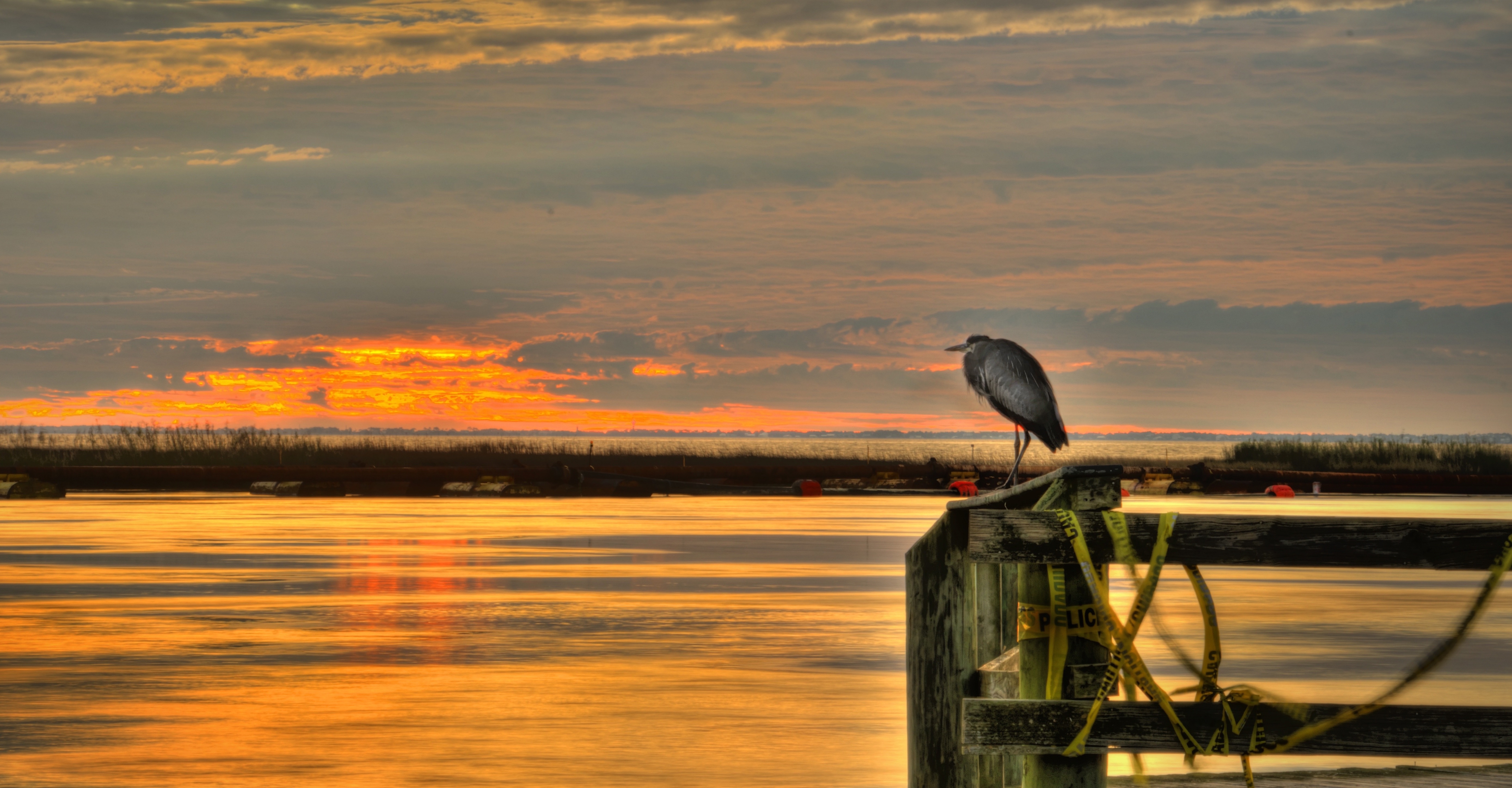 Apalachicola Heron at Sunrise