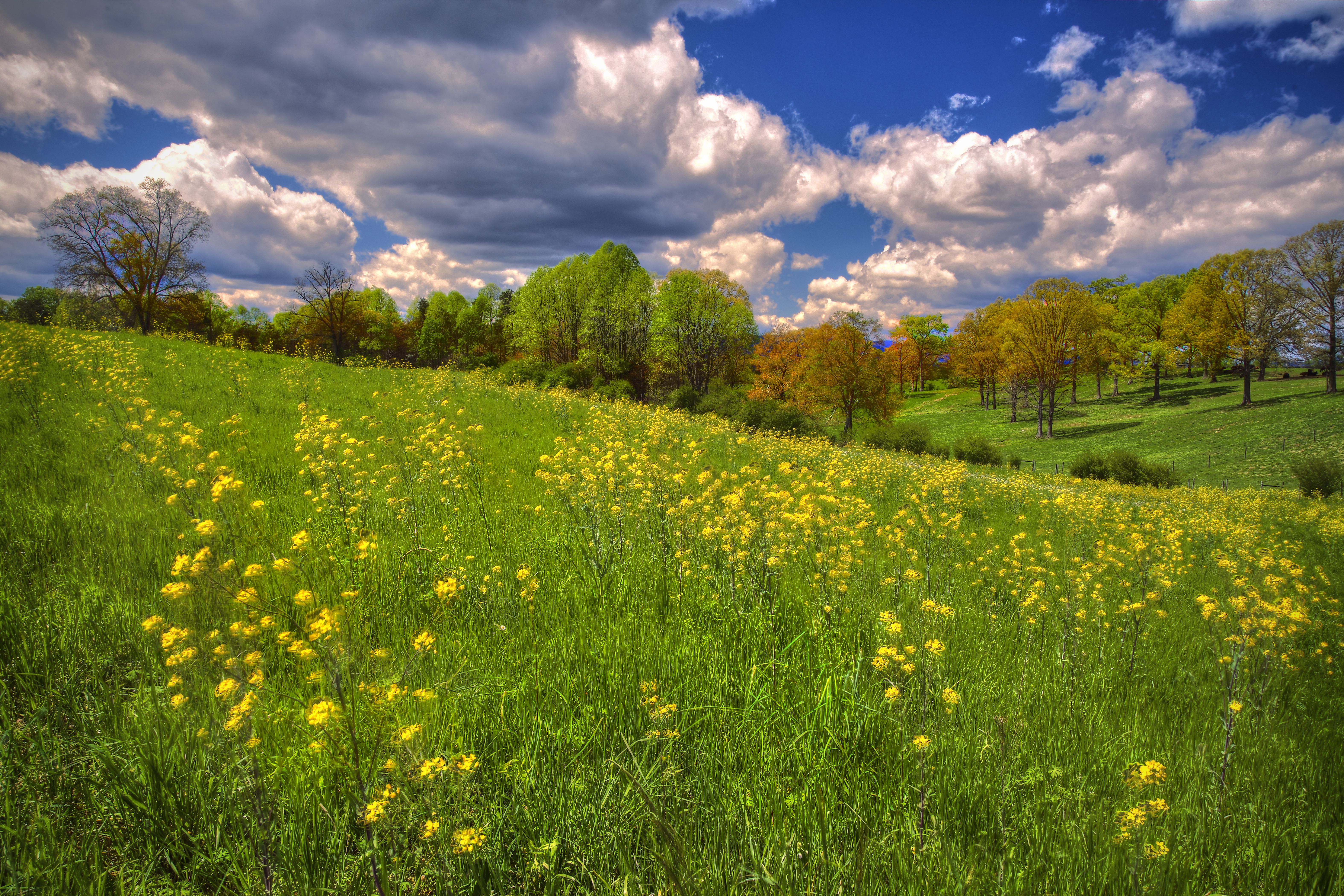 Yellow Flower Field in North Georgia