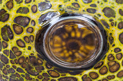 detail Hublocular