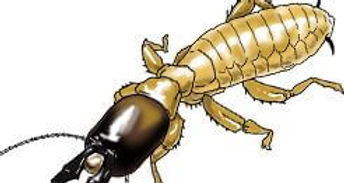 DampwoodTermite.jpg