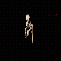 spinning video of skeleton