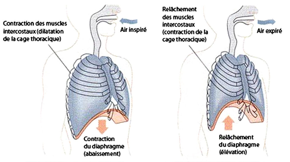 Ostéopathe qui aide avec les infections respiratoires et après, sur le plateau.