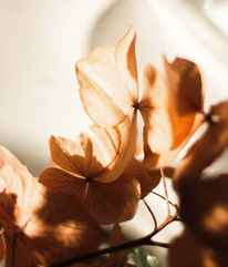 Collectif de la Cité: duos, trios and professional string quartets